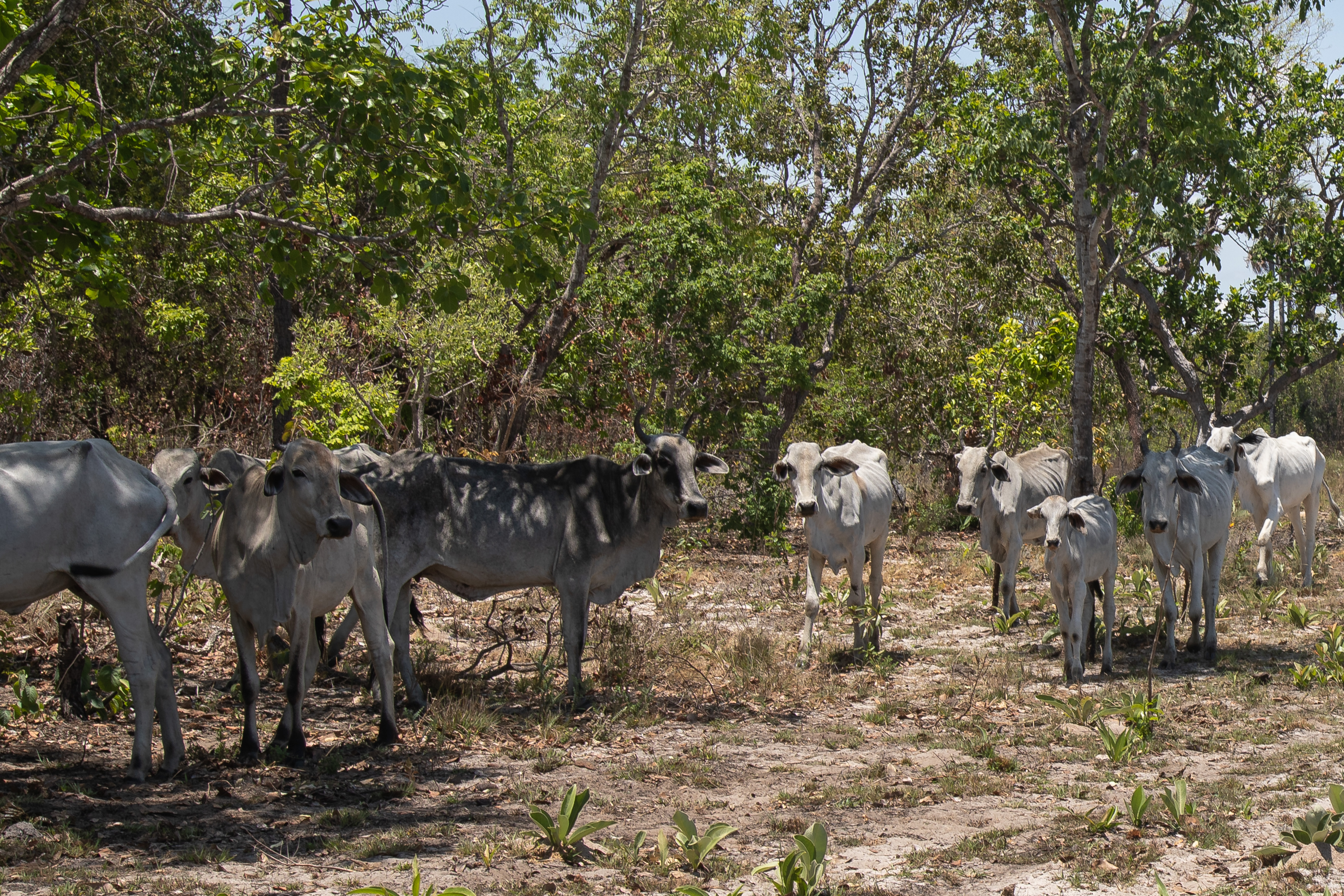 A solta do gado no fecho é feita tradicionalmente no período da seca. Foto Thomas Bauer H3000 CPT BA